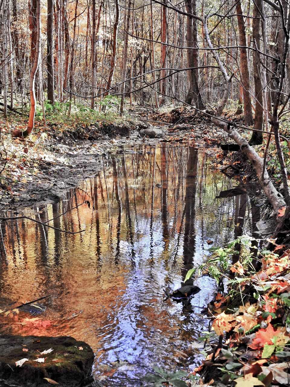 A beautiful fall reflection in the woods in central Indiana 