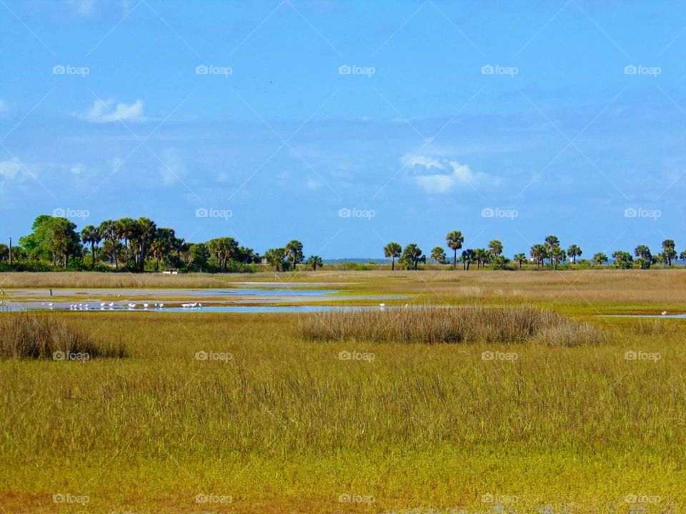 grassy Marsh by the gulf