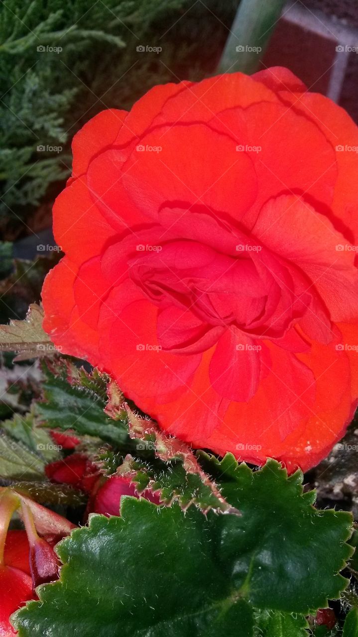 my Begonia2014