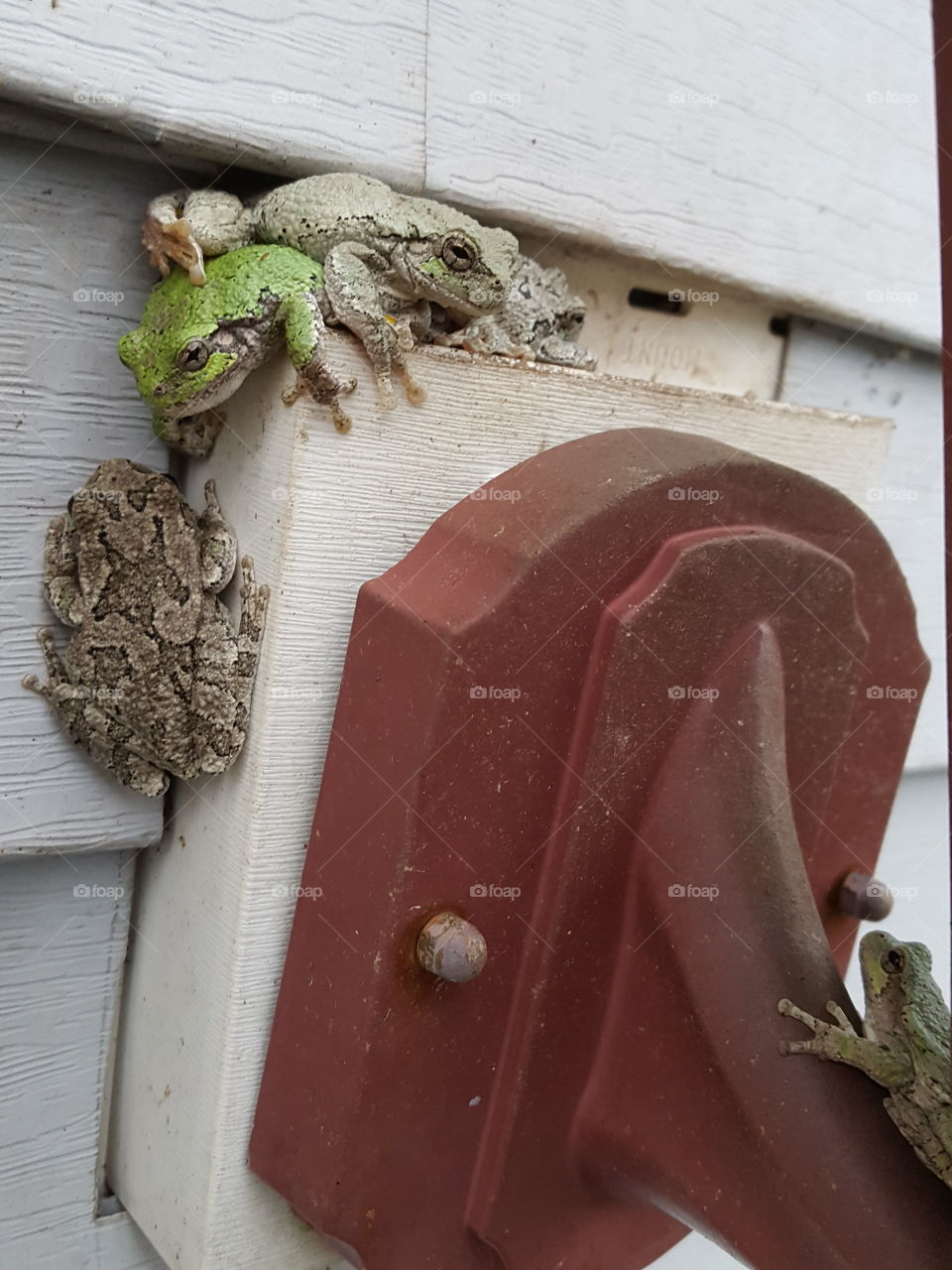 Tree Frog Family !!