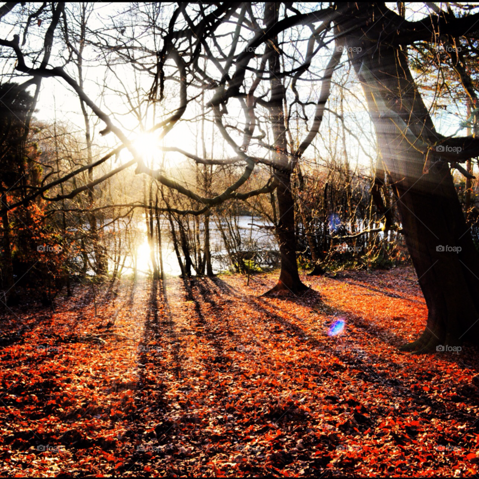 Sunshine through the trees