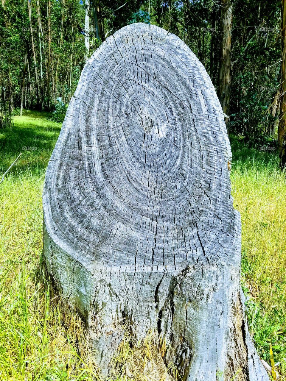 Tree Stump