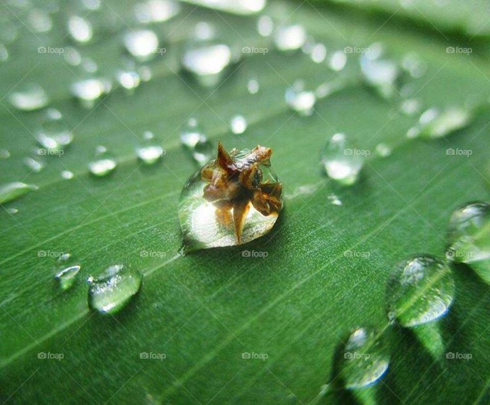 dew drops on banana leaf