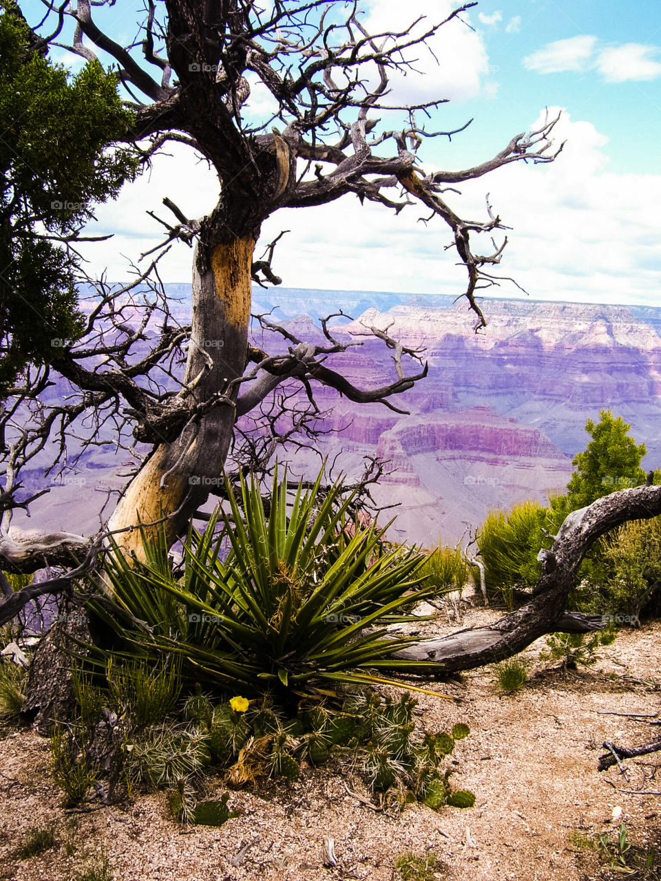 Bare tree in grand canyon