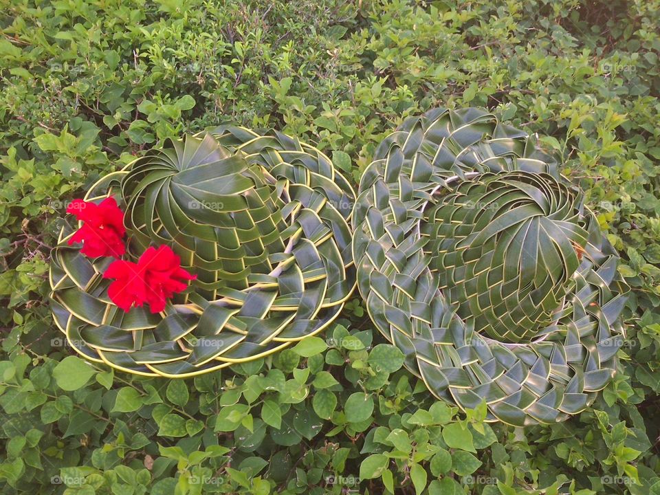 hat leaves