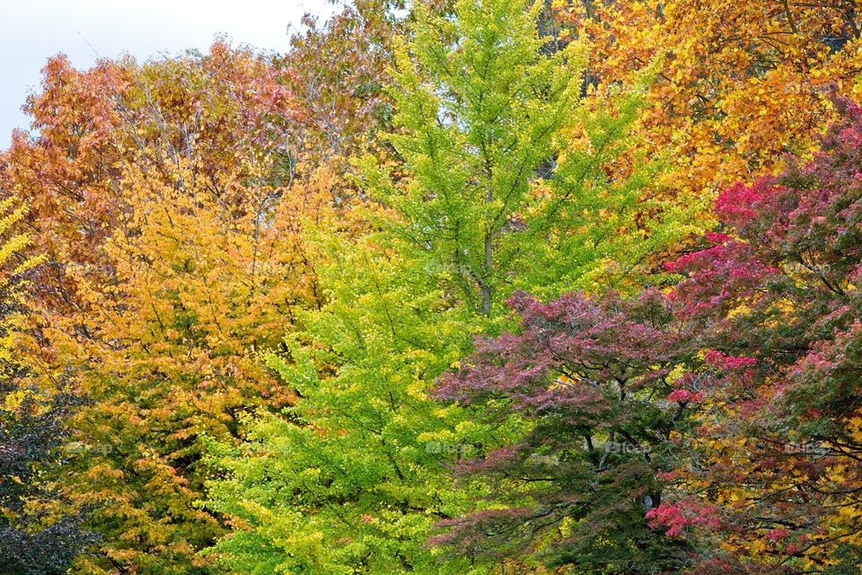 autumn tree in the park