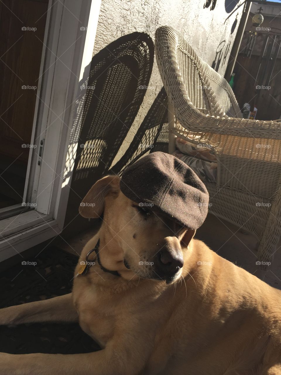 Large dog wearing hat