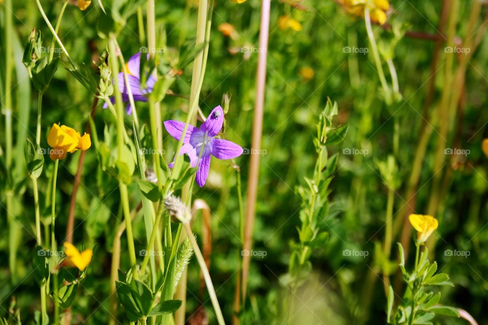 Flowers in the field