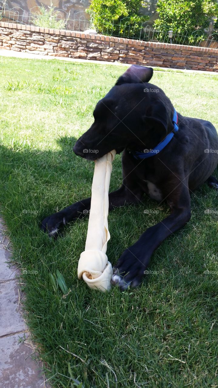 Great Dane with a Bone