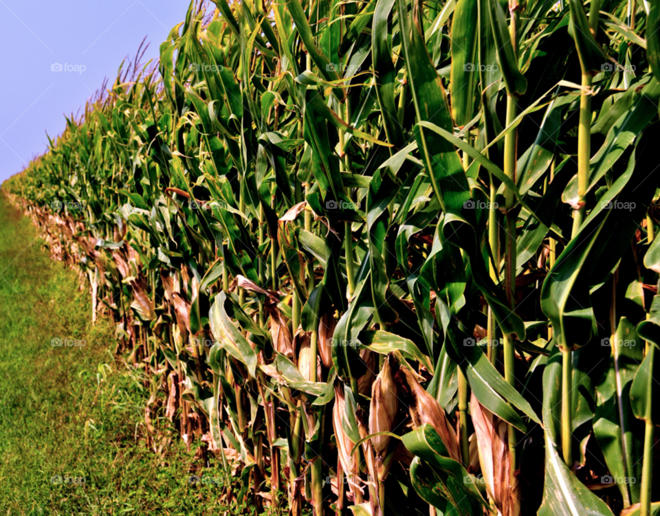 indiana field corn by refocusphoto