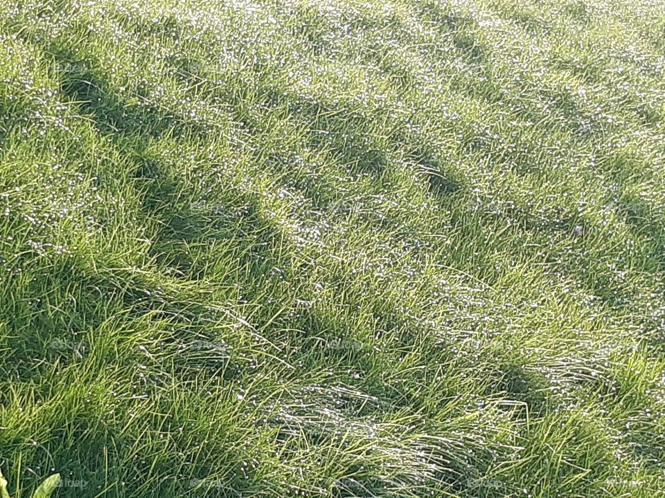 grass after rain with green asd yellow blicks and drops of fresh water
