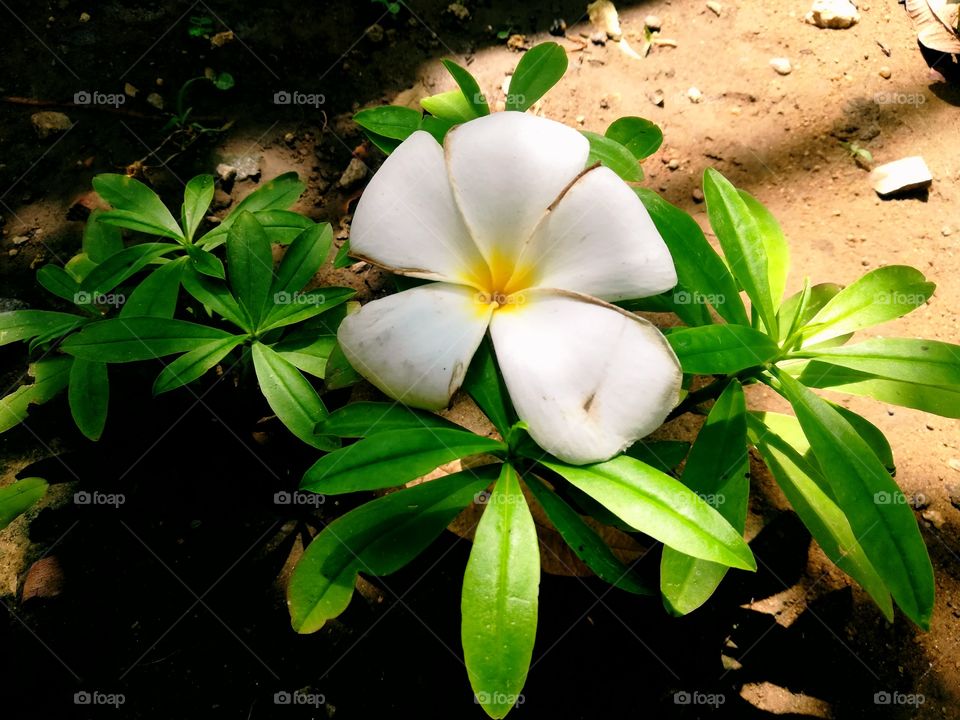 blooming white flowers in the early morning very cool and awesome pic