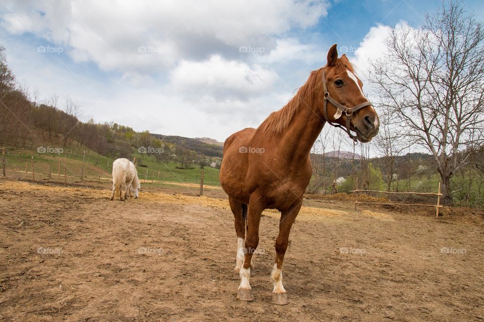 Majestic horses 