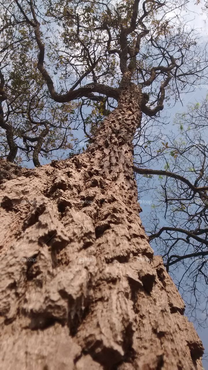 árvore 80 anos