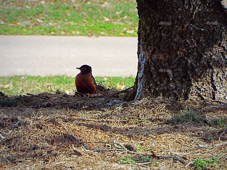 Robin on the ground 