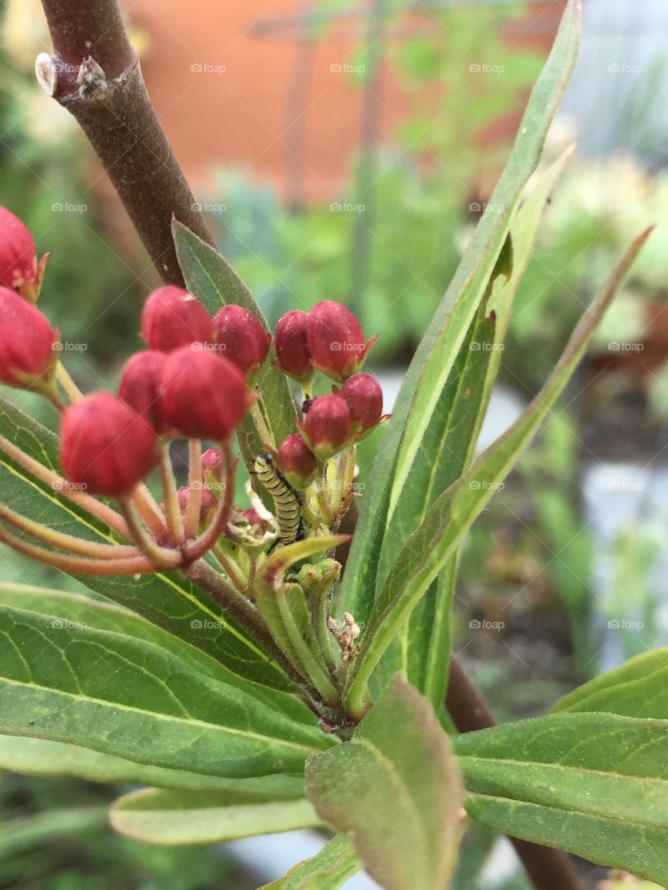 Baby monarch caterpillar on Milkweed 