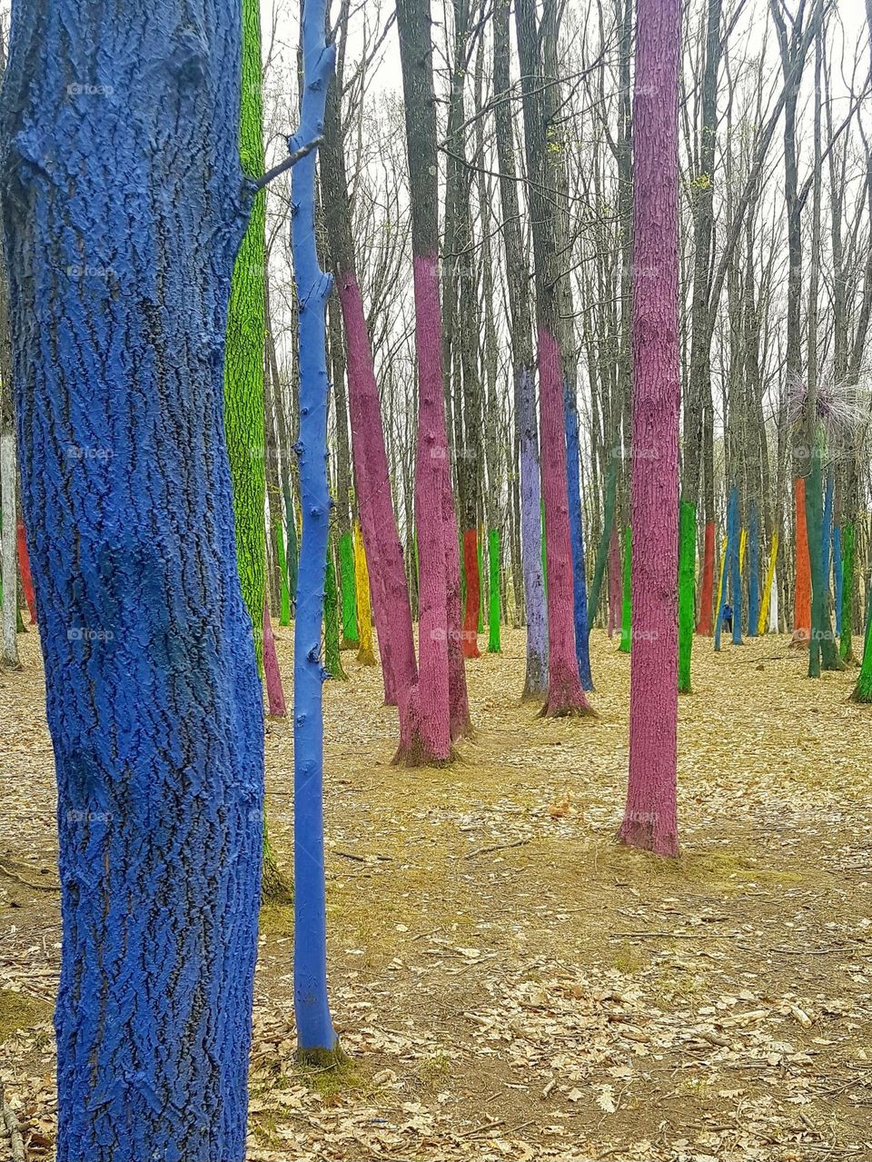 the colored forest