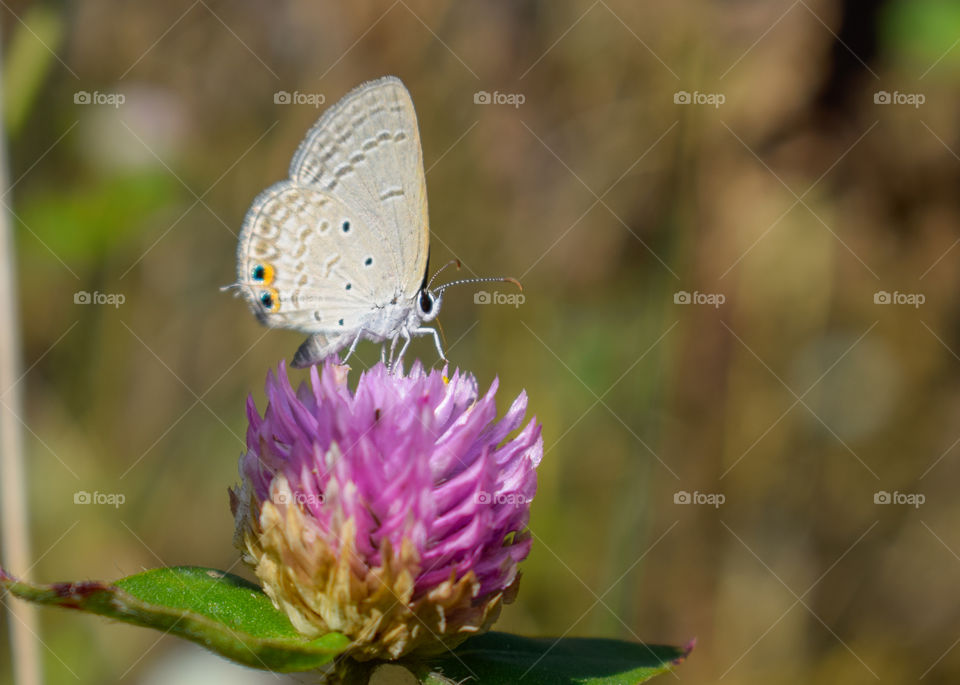 Close up of Butterfly on Flower, Nature Background