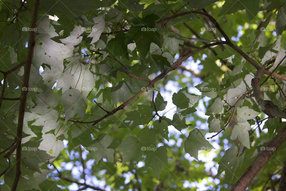 Green and White Leaved