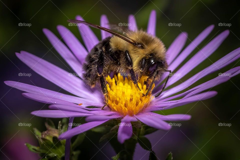 A bumblebee looking for that sweet nectar on a purple bloom. 