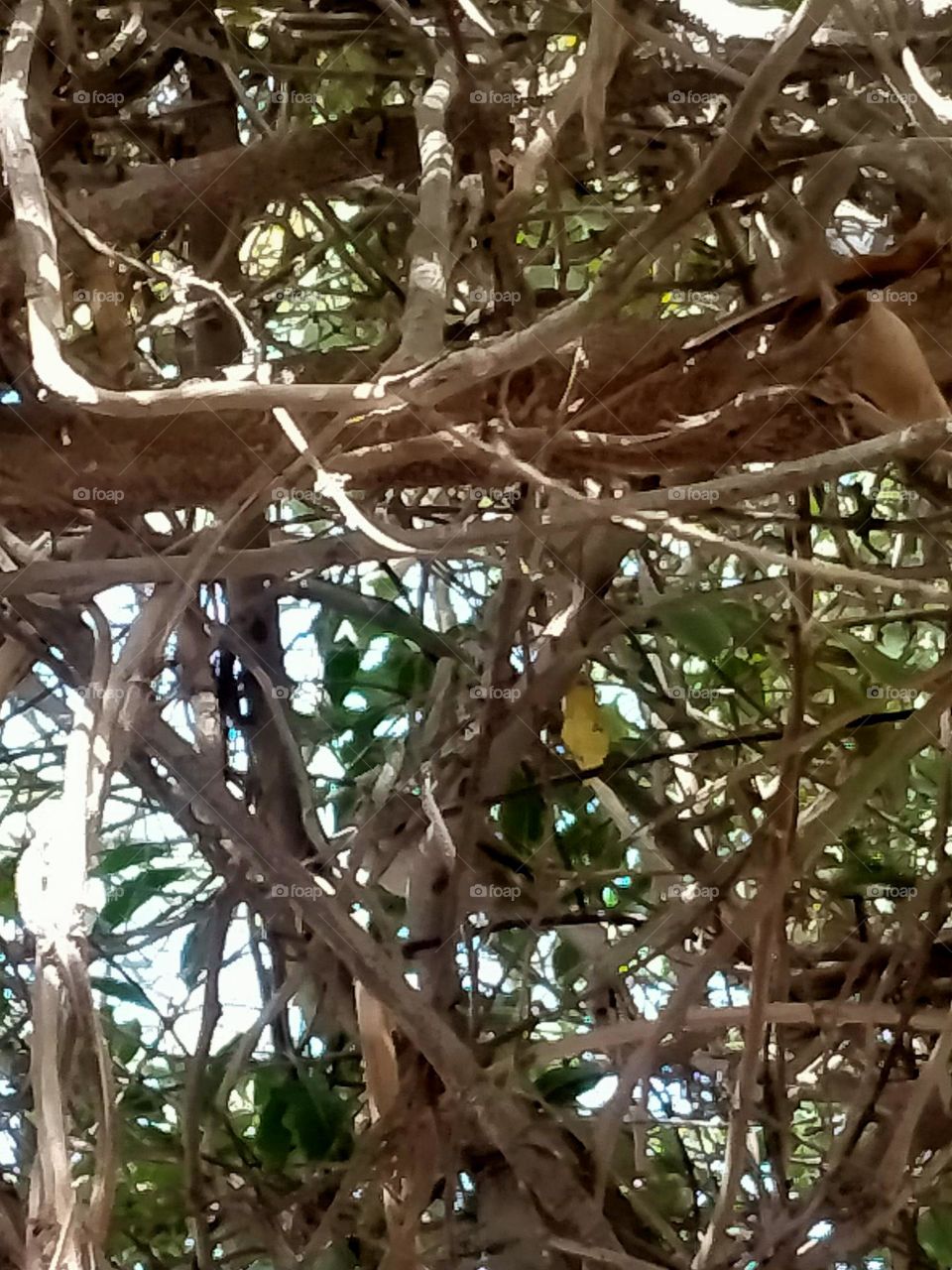 A bird lives in hiding