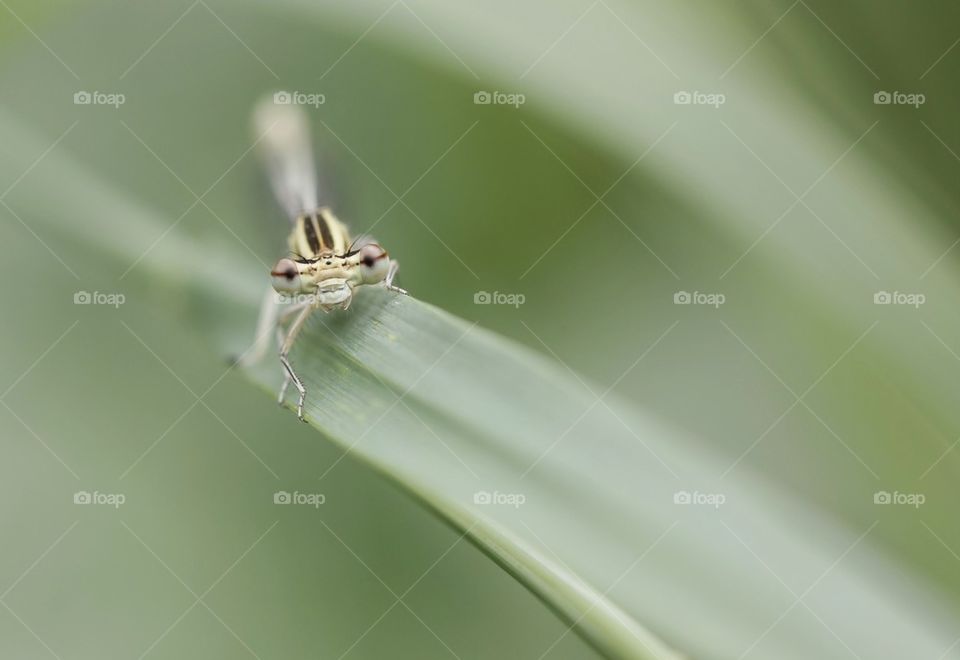 Close-up of dragonfly