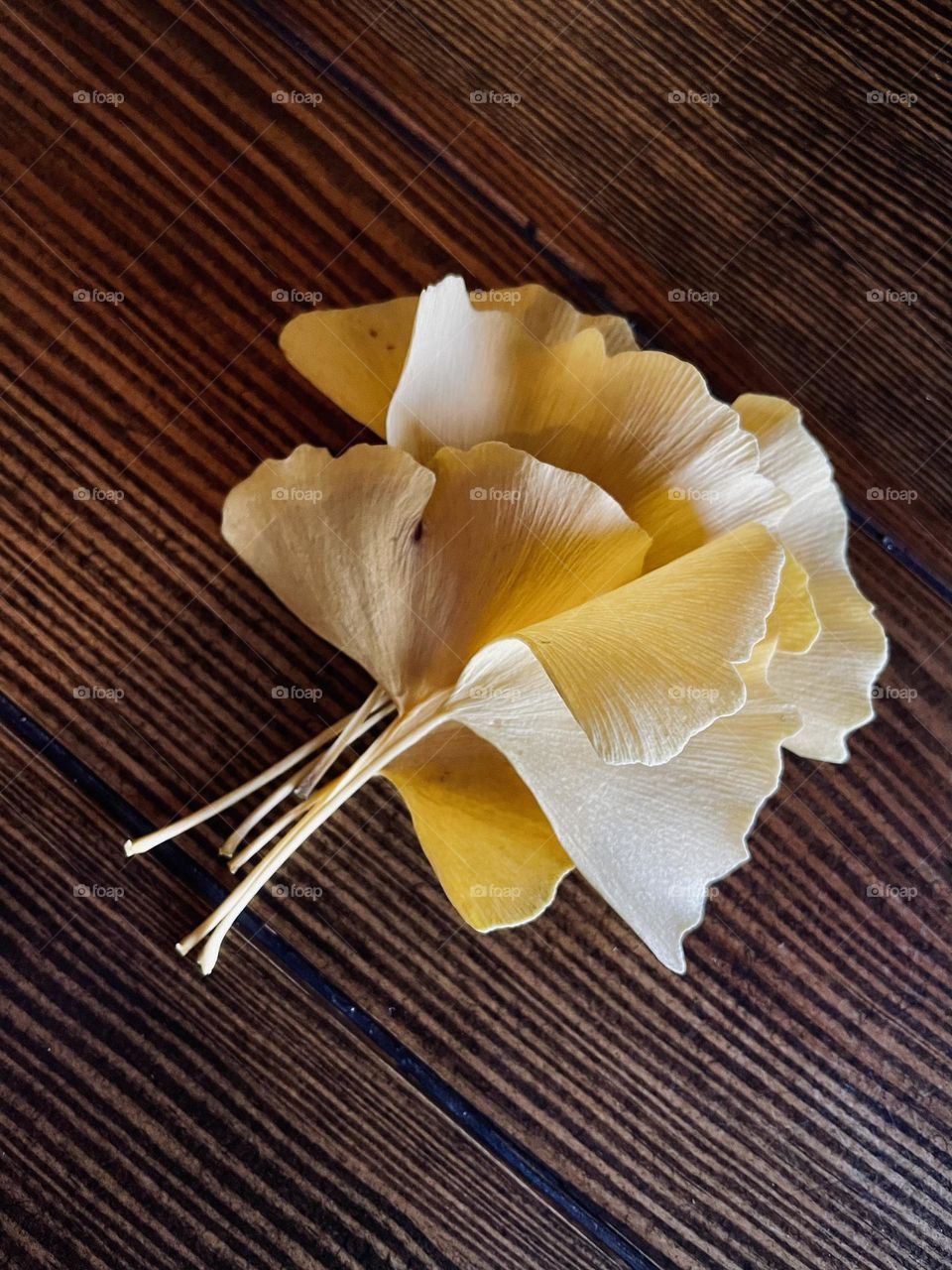 Ginkgo biloba leaves on the table