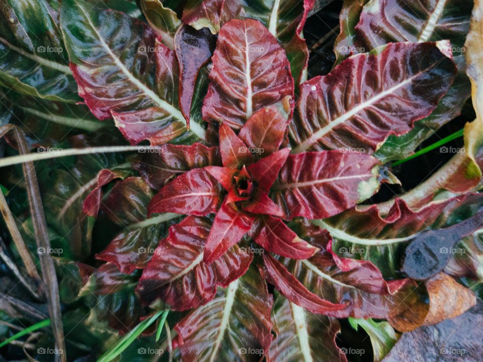The flowering of a wild red-green plant.