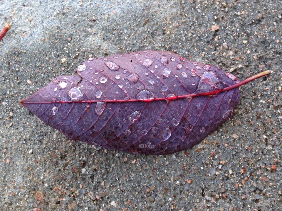 Red leaf with water droplets