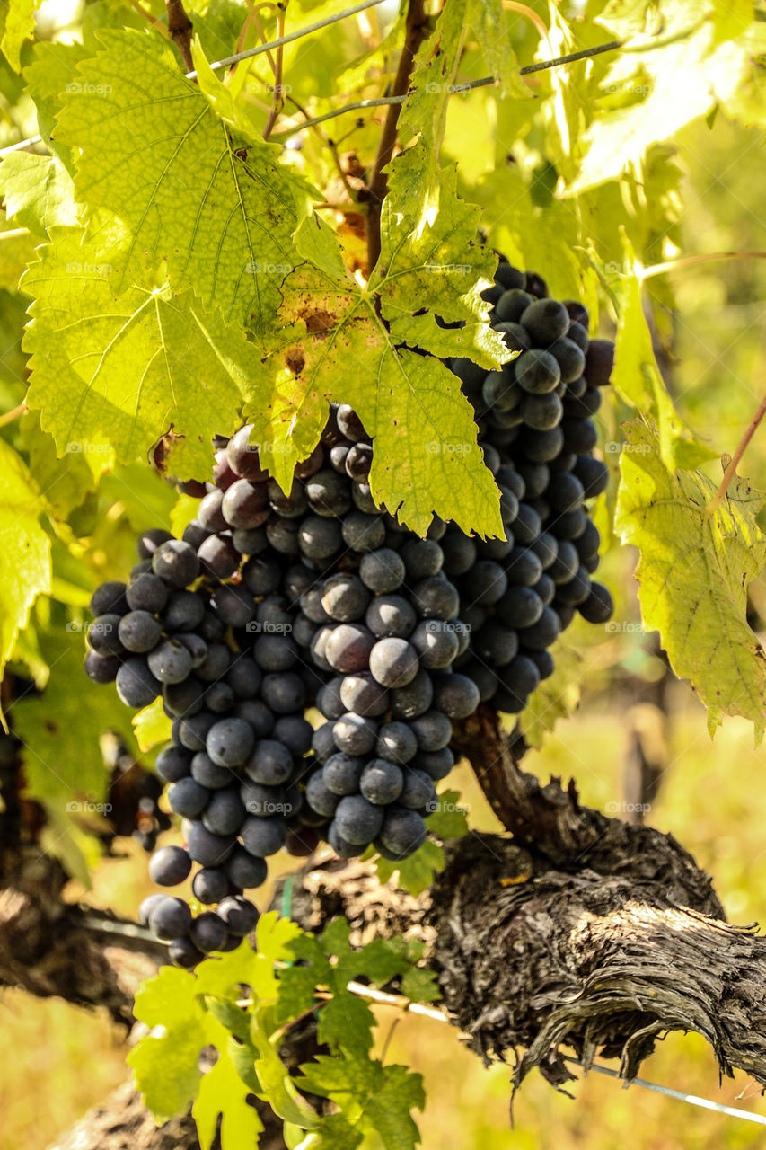 Grapes in the vineyard