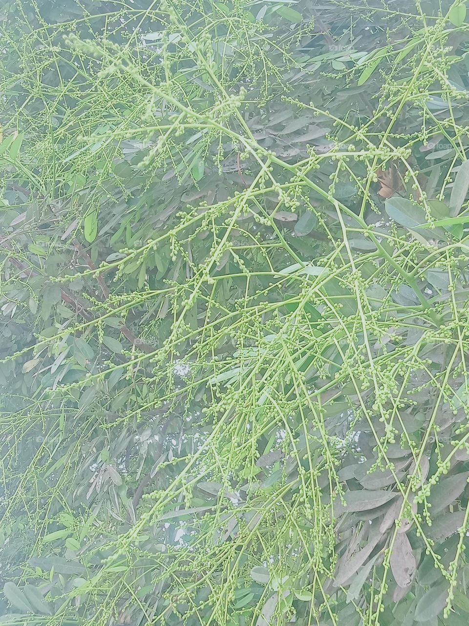 Ravarma VanguvO / Weeping Japanese Pagoda Tree /Pagoda Stick