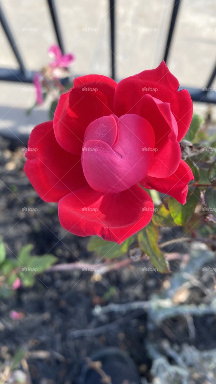 For Early Spring these Knockouts are looking Healthy. The leaves are Green and Glossy, Colors are Deep Reds. 
