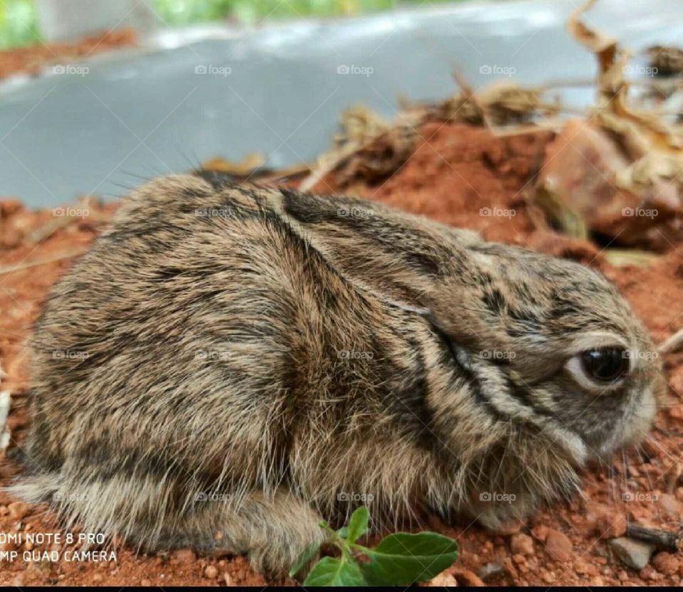 Cute baby rabbit