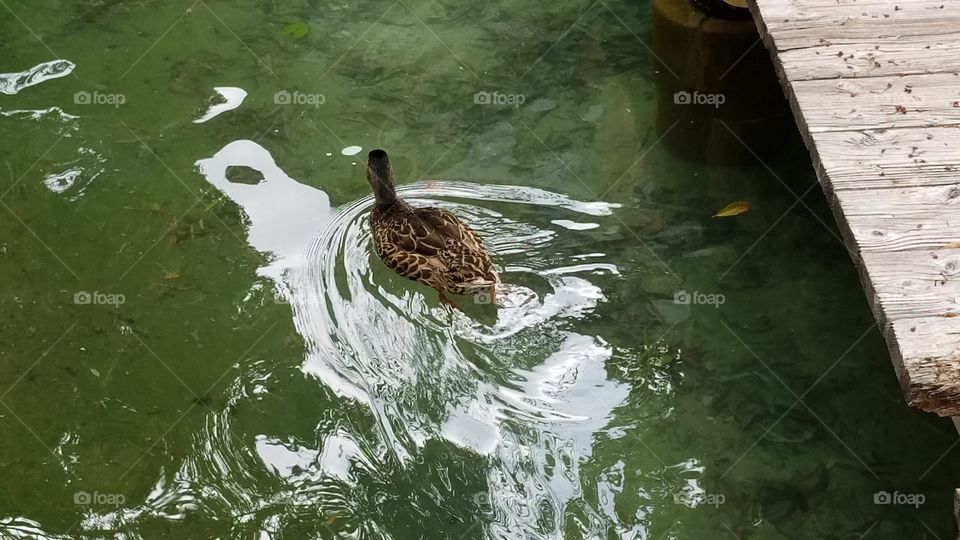 duck swimming in pond