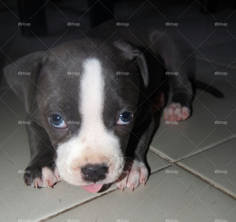 Puppy american stanford blue