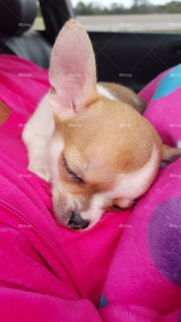 Chihuahua 8 weeks old. 8 week old, going home with our new baby.