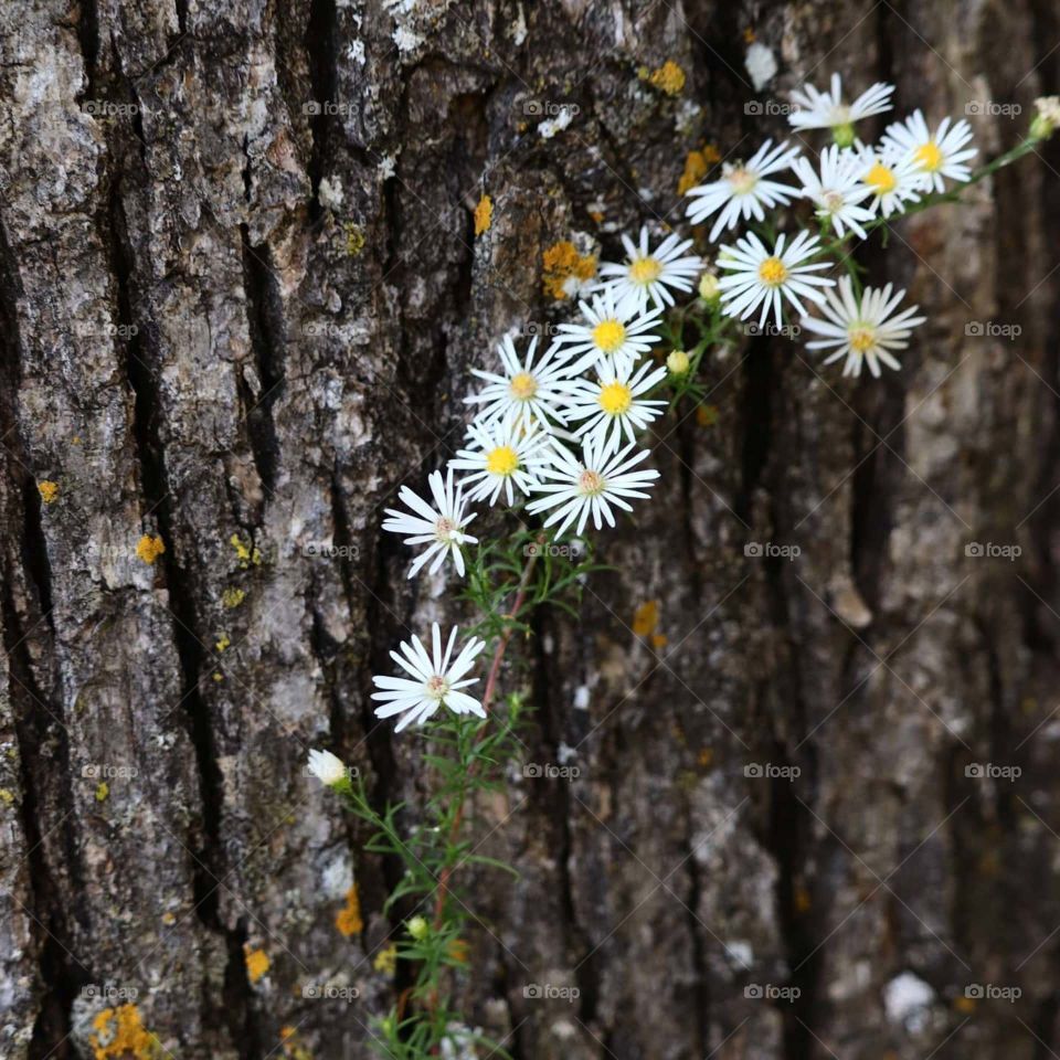 little flowers by tree