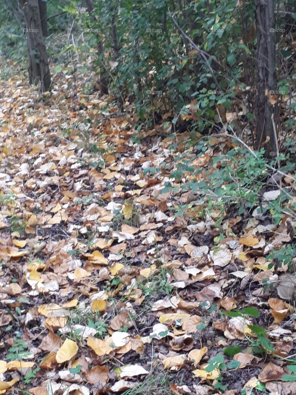 Leaf, Tree, Environment, Wood, Nature