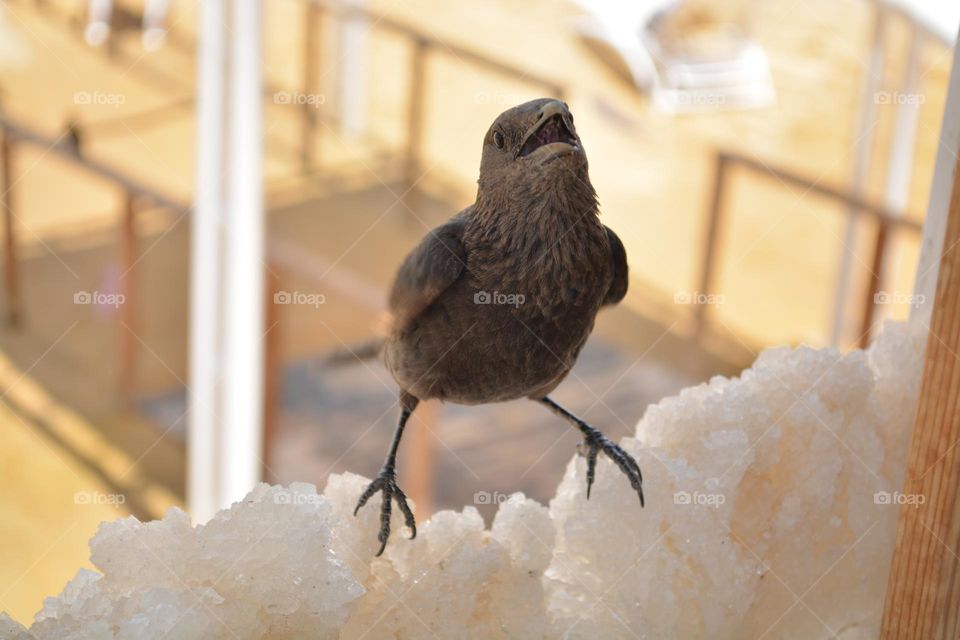 some visitor on the lifeguard station
