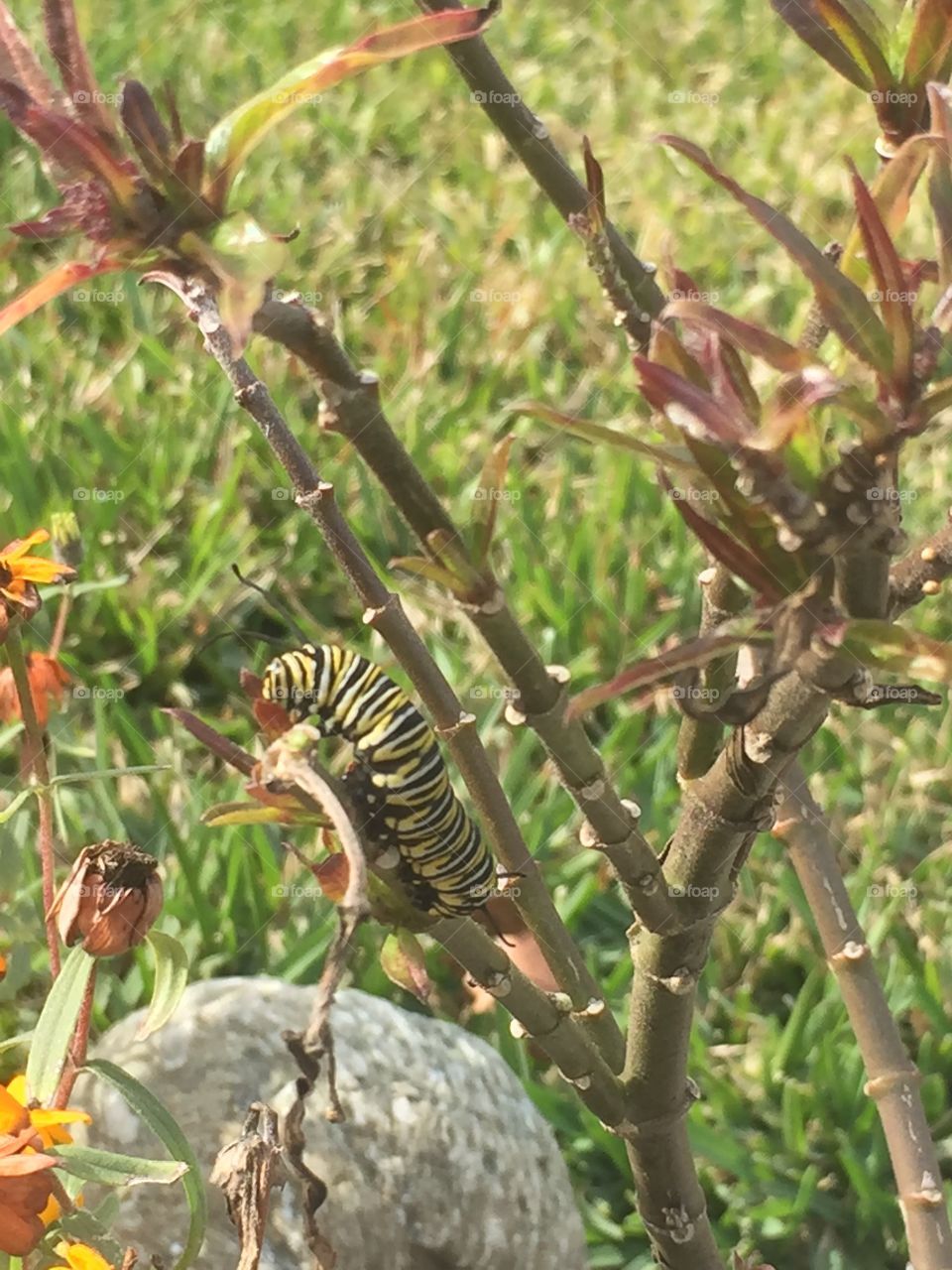 Monarch caterpillar 