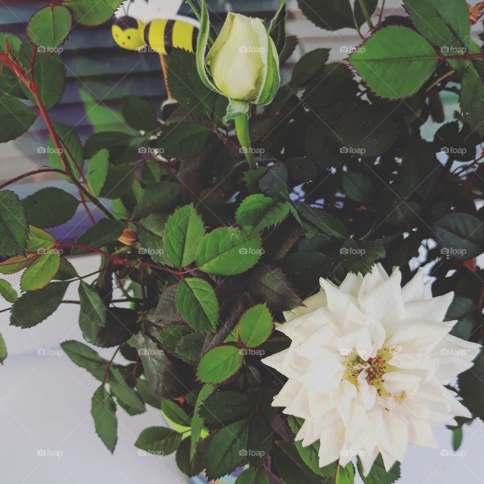 White rose in bloom and with another bud in a flower pot