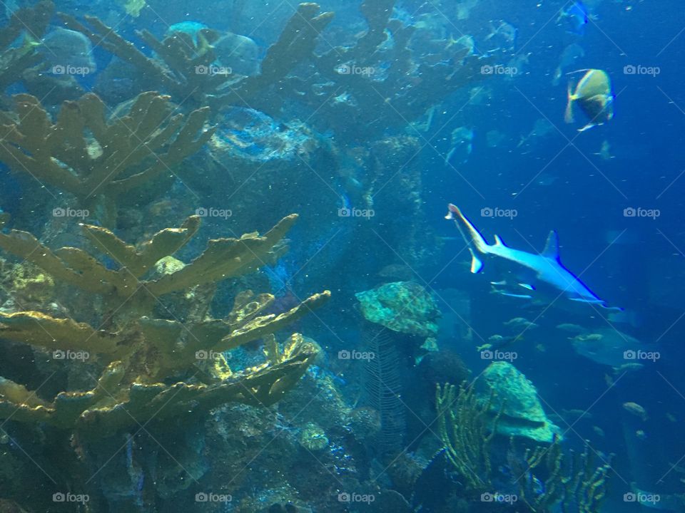 New England Aquarium 