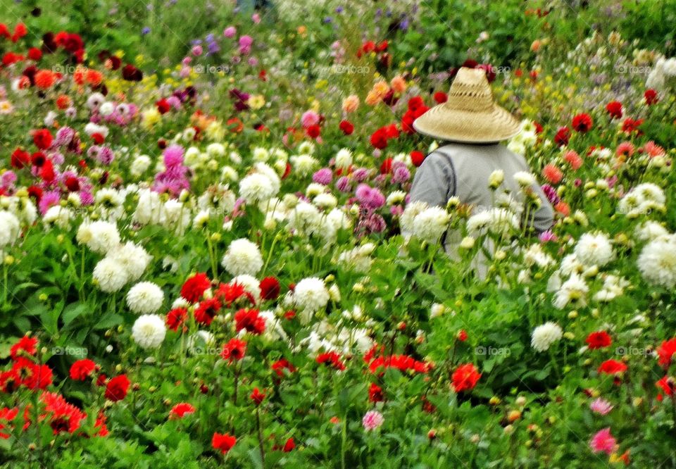 Gardening In California