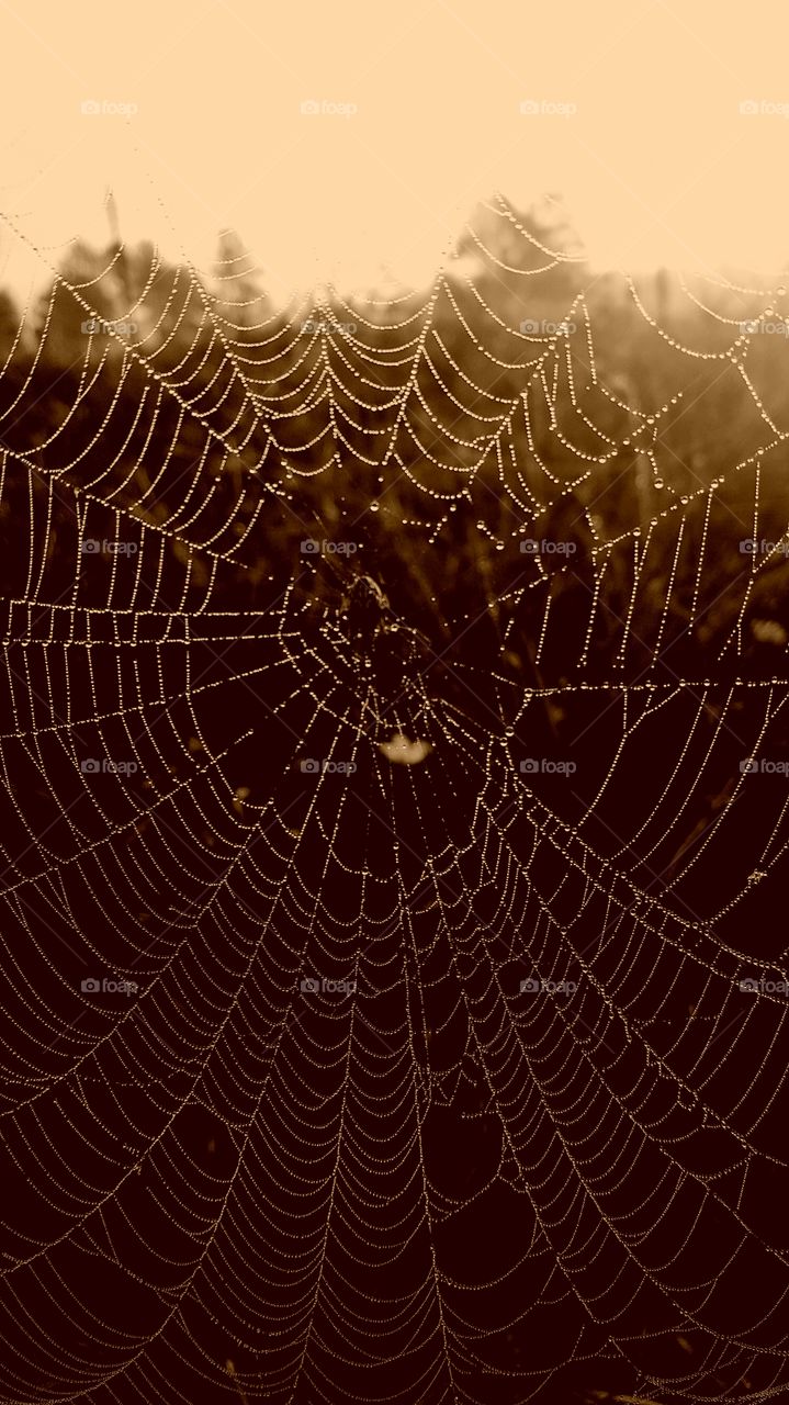 web