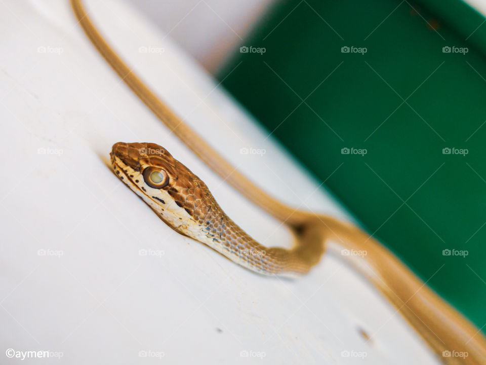 Snake capture