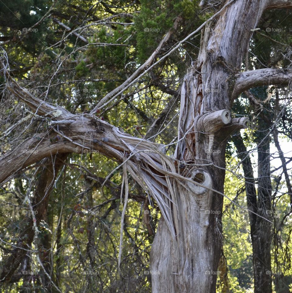 A large old tree with an interesting trunk and entangled branches with other trees and branches all around