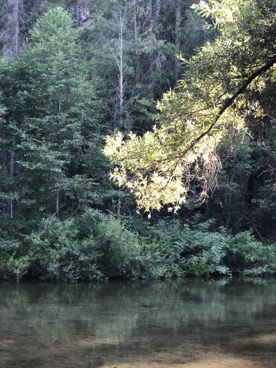 Light on a Tree Branch