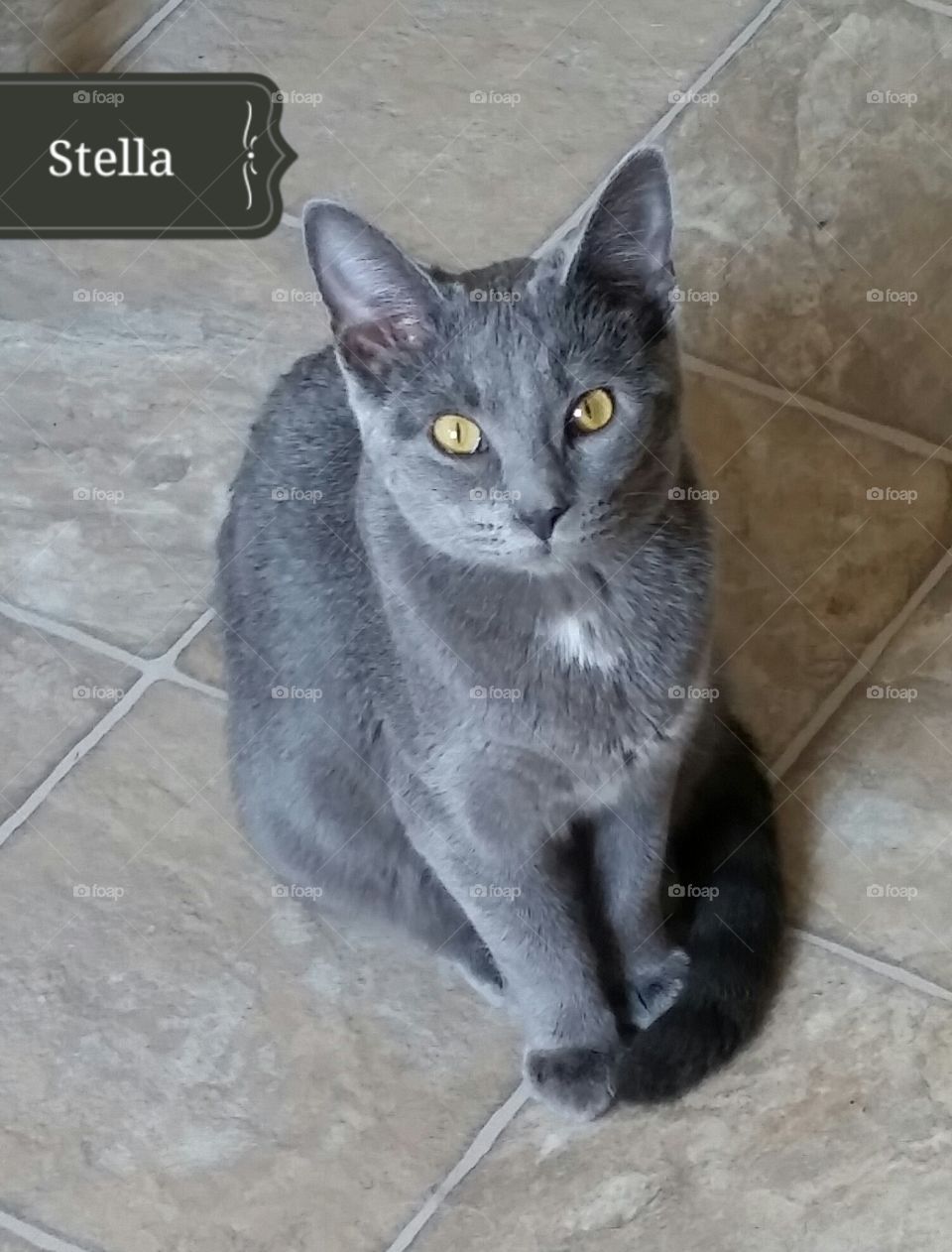 Stella, day 1. 8 month old Stella found her forever home with a mom and daughter duo in Lexington.