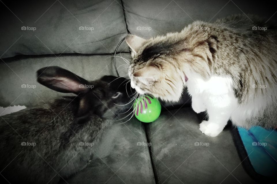 nose to nose