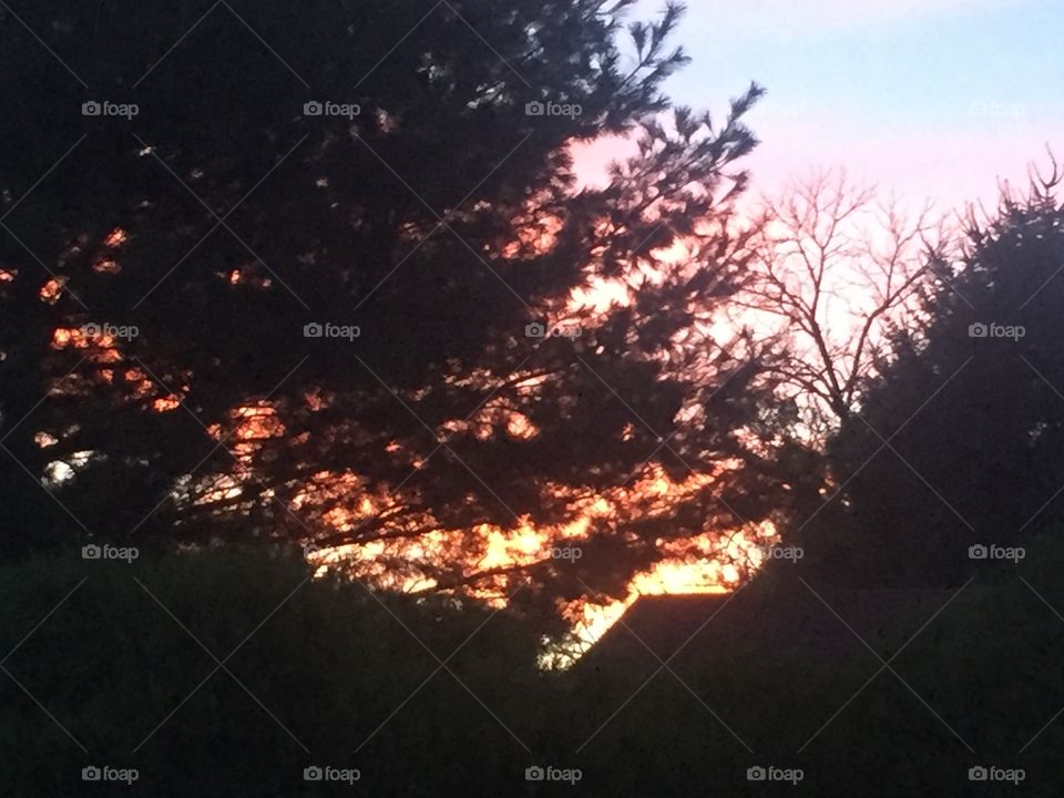 Sunset through  the trees
